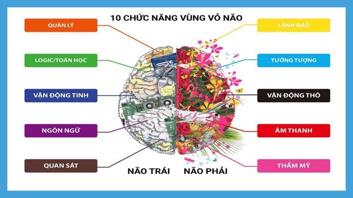 Hình ảnh minh hoạ chức năng 2 bán cầu(Tư duy thẩm mỹ - Kỹ năng cho trẻ phát triển toàn diện)